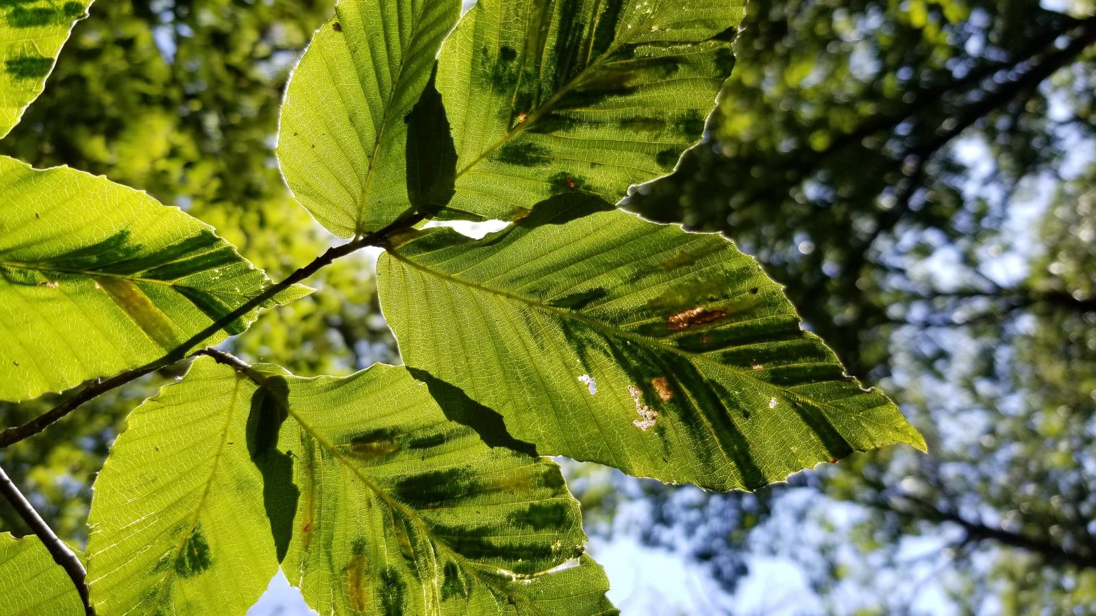 Example Image of Beech Leaf Disease.  Photo cred: https://dec.ny.gov/nature/forests-trees/forest-health/beech-leaf-disease